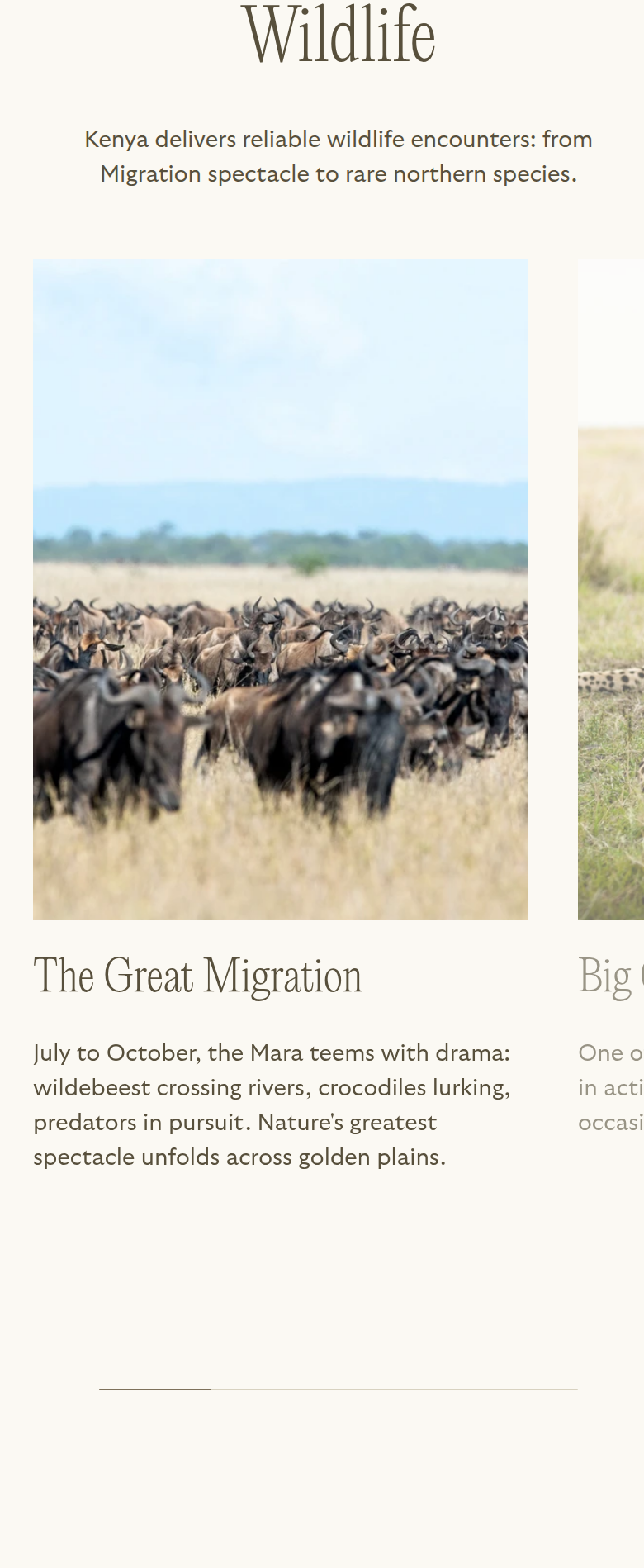 Wildlife section from Reverie Safaris, on a phone