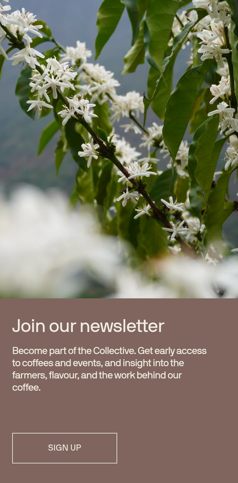 Join Our Newsletter section from Coffee Collective, on a phone